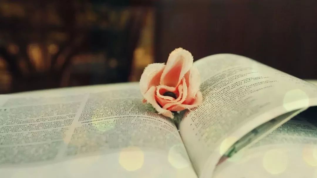 真正免费又全的小说软件下载