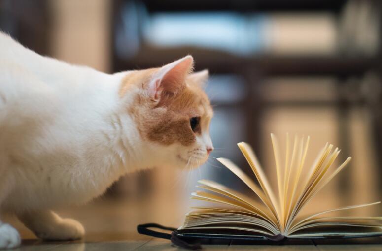 免费软件看小说哪个好